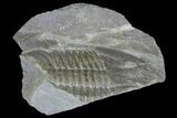 Partial Ogyginus Cordensis - Classic British Trilobite #75911-1